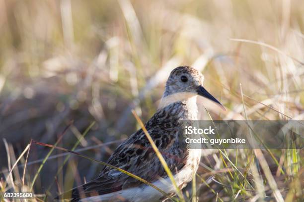 Alert Sandpiper Stock Photo - Download Image Now - Aerial View, Animal, Animal Behavior