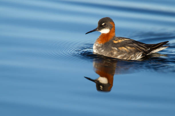 A Red Necked Phalarope, swimming proud showing off his reflection in the Icelandic summer sun.