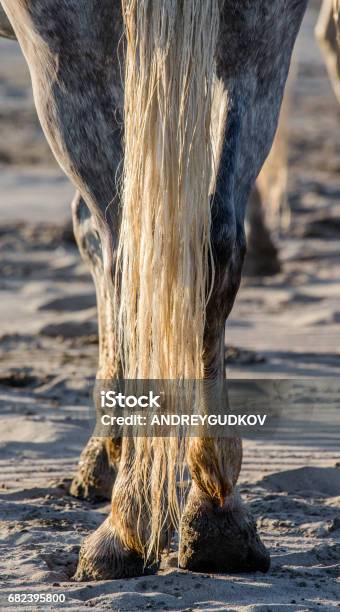 Fragment Of The Tail Of A White Camargue Horse Stock Photo - Download Image Now - Agriculture, Animal, Animal Wildlife