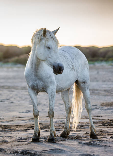 istock White Camargue horse standing on sand. 682395812