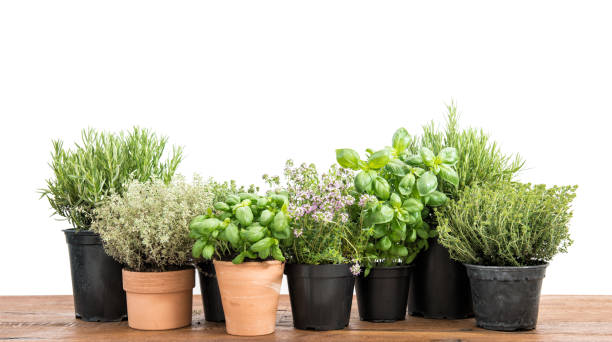 istock Potted fresh green herbs wooden kitchen table 682395936