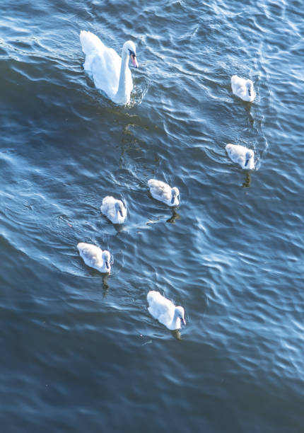 istock Swan family 682396062