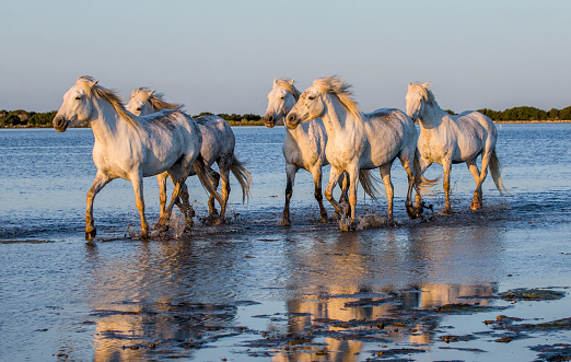 White Camargue Horses run in the swamps nature reserve. The Parc Regional de Camargue. France. Provence. An excellent illustration
