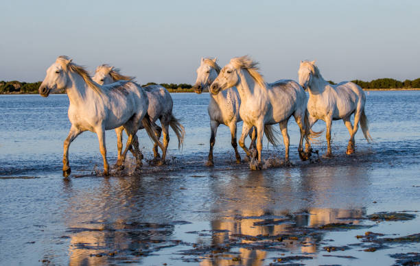 White Camargue Horses run in the swamps nature reserve. stock photo