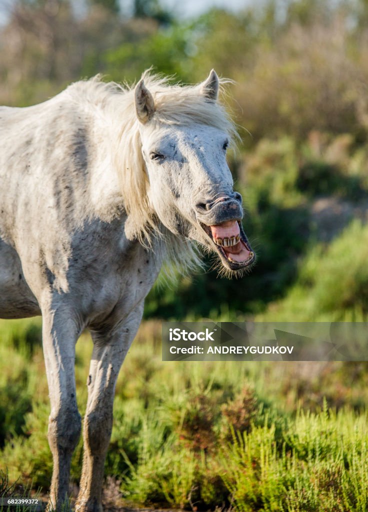 Portrait of the White Camargue Horse. Portrait of the White Camargue Horse. Parc Regional de Camargue. France. Provence. An excellent illustration Agriculture Stock Photo