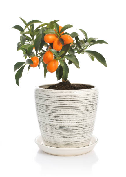 Kumquat tree in flowerpot Kumquat tree in flowerpot isolated on white background spanish flower pots stock pictures, royalty-free photos & images