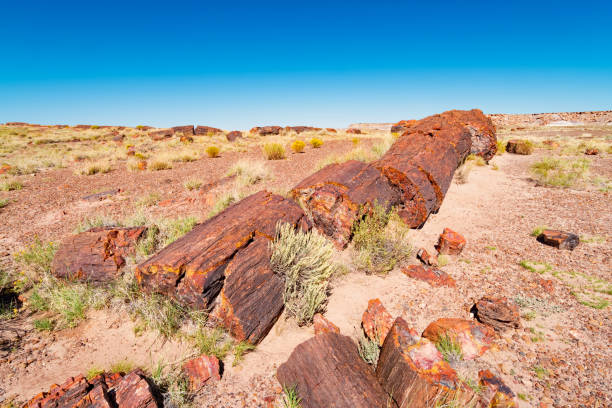 米国アリゾナ州の化石の森国立公園 - petrified forest national park ストックフォトと画像