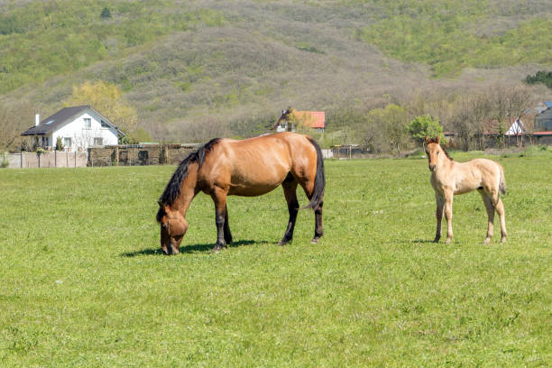 istock Beautiful horse and a small foal grazing 682403590