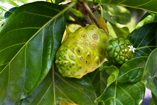 The Noni fruit, a Pacific Island, Asian fruit tree. Its fruit is used as a homeopathic treatment, an alternative herbal medicine for a number of ailments historically. The Tree Morinda Citrifolia a native from Australia to India.