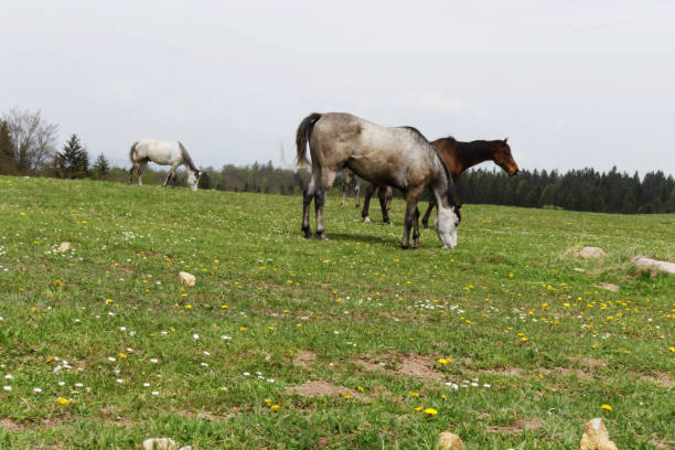 istock Horses on green meadow near forest feeding 682410358