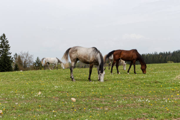 istock Horses on green meadow near forest feeding 682410392