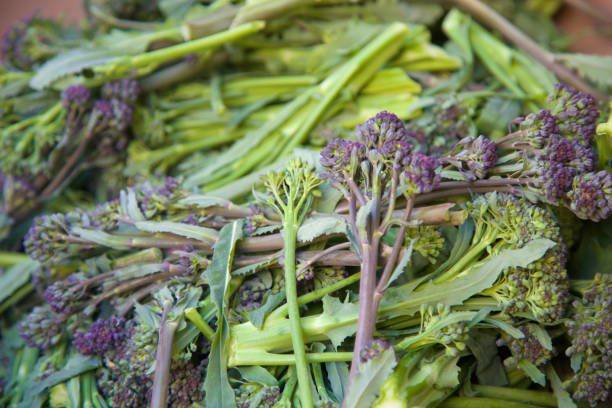 istock Farmer's market purple broccoli 682415996