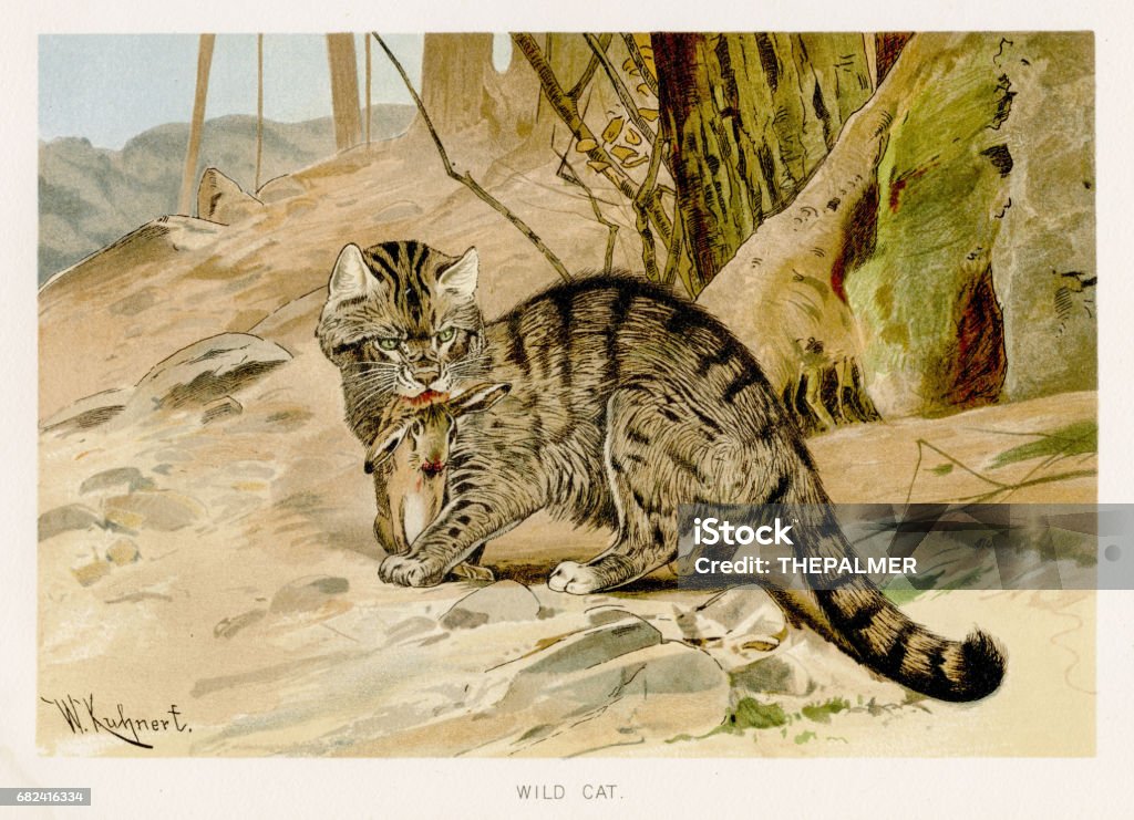 Wild cat lithograph 1894 The Royal Natural History by Richard Lydekker  Wildcat - Animal stock illustration