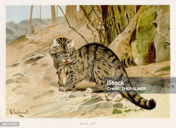 Wild Cat Lithograph 1894 Stock Illustration - Download Image Now - Wildcat - Animal, Engraving, Old