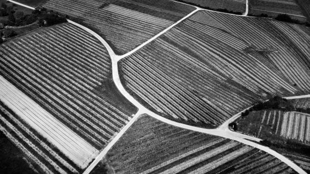 istock Aerial view of vineyards in spring 682416372