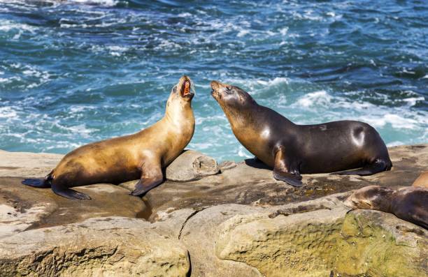 istock Seals Play at La Jolla Cove, San Diego California 682419476