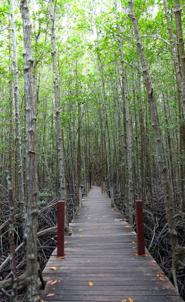istock Wooden bridge at Tung Prong Thong 682419856