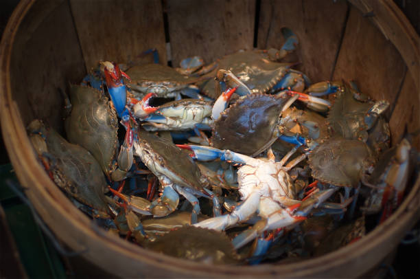 A Blue Crab is caught off the shore of Virginia.