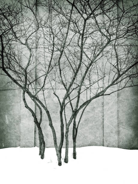 istock Grungy image of winter park with trees 682420368