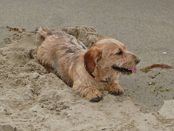 istock A dog on a beach - wire haired dachshund 682423270