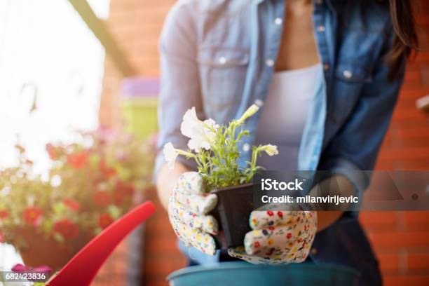Gardening On Terrace Stock Photo - Download Image Now - Flower, Balcony, Planting