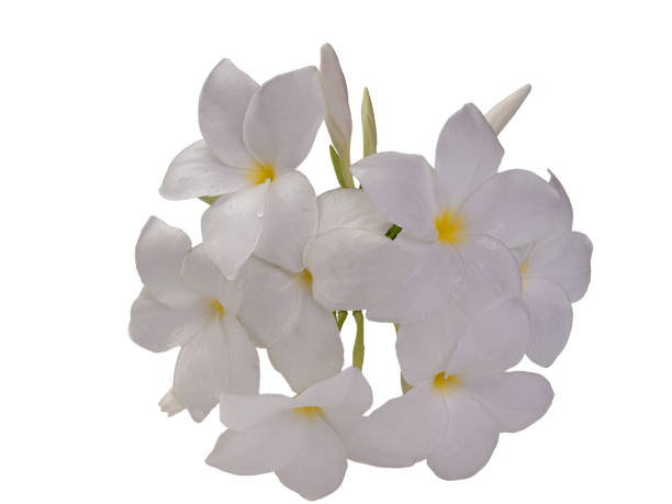 istock Frangipani Flower or Plumeria .(clipping path) 682423902
