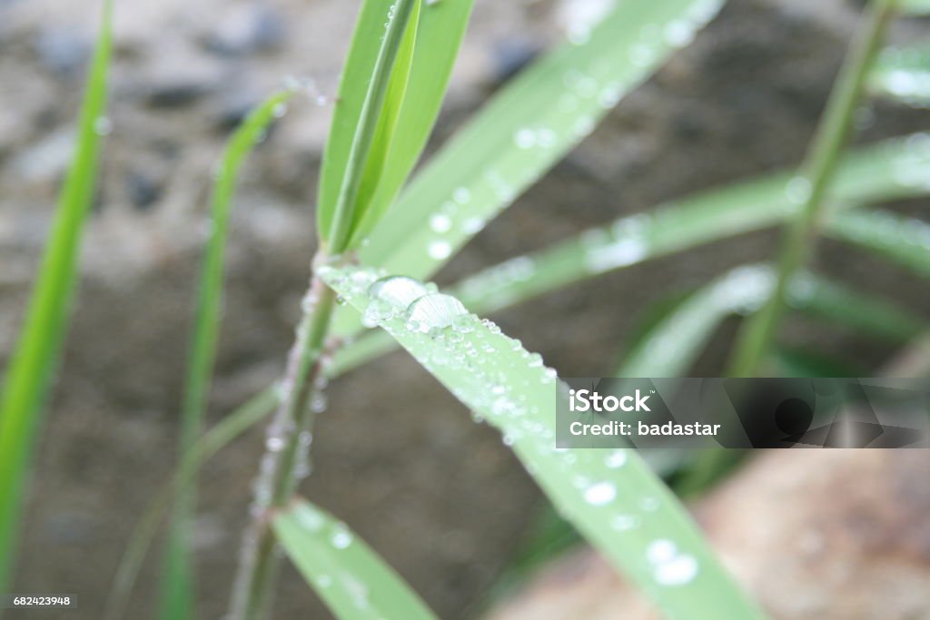 water drop There's a drip on the leaves. Drop Stock Photo