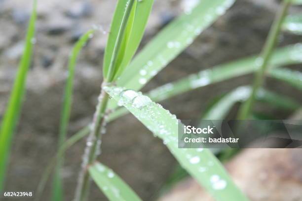 Water Drop Stock Photo - Download Image Now - Drop, Horizontal, Landscape - Scenery