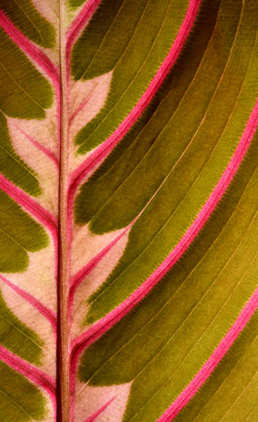 istock Red-veined prayer plant (Maranta leuconeura erythroneuro) 682424382