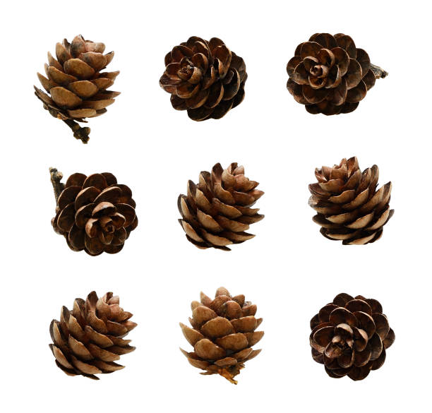 istock Set of small larch cones 682424612