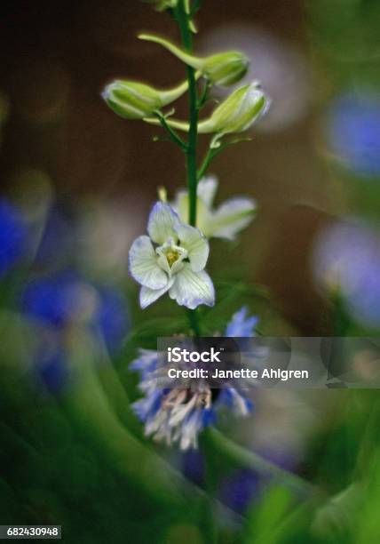 Wild Meadow Flowers New York Stock Photo - Download Image Now - Blossom, Blue, New York State