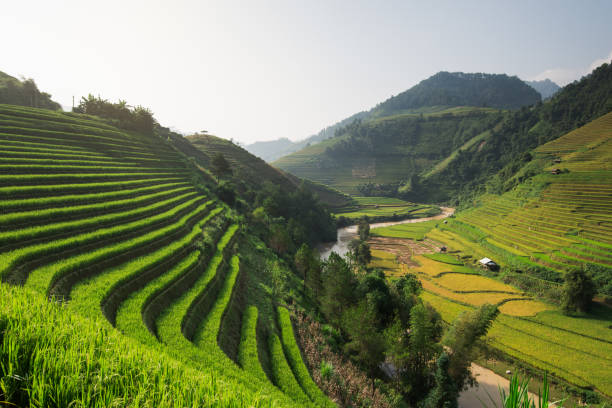 istock Beautiful landscape rice fields on terraced of Mu Cang Chai 682431974