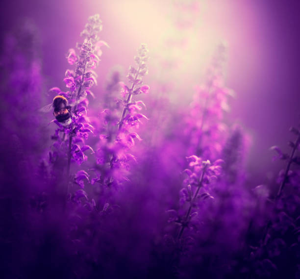 Bee gathering pollen on a purple liatris flower on a green blurred background