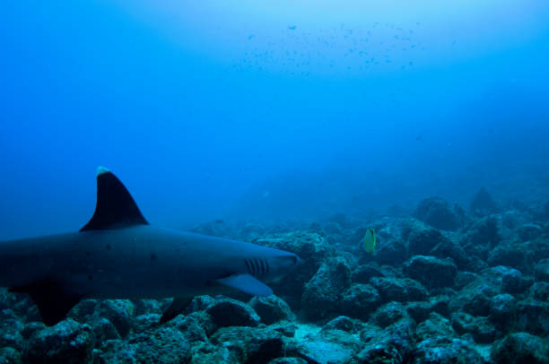 istock white tip reef shark approaching butterfly fish yellow over rocky bottom 682447888