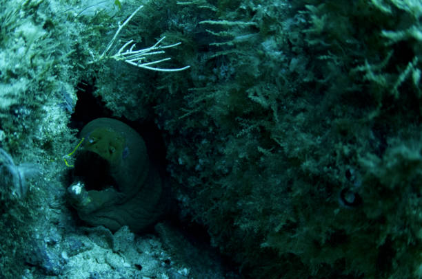 istock moray eel coming out of rocks with mouth open with fish 682451470