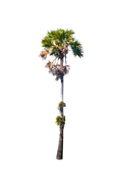 istock Betel palm tree isolated on white. 682452150