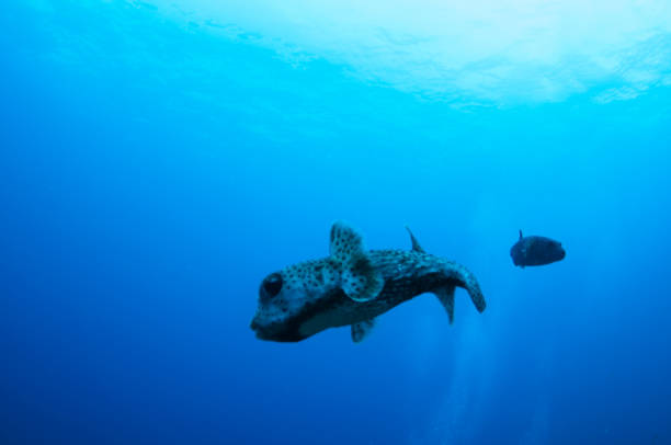 istock porcupine fish turning in front of blue background 682452316