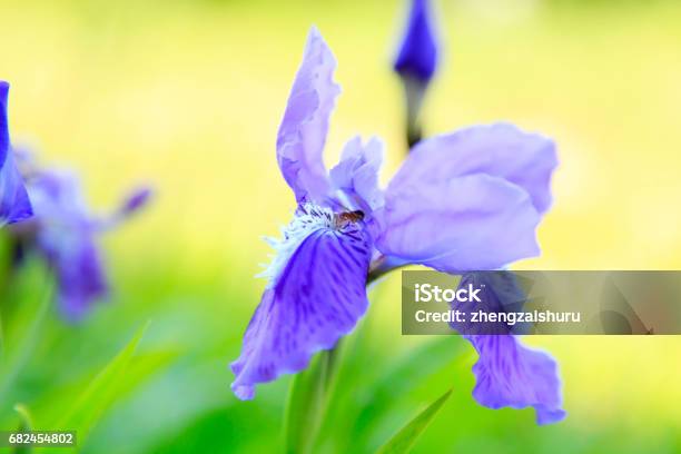 Iris Foto de stock y más banco de imágenes de Accesorio de jardín - Accesorio de jardín, Aire libre, Azul