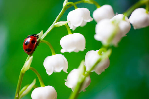 Ladybug on the lily of the valley Ladybug on the lily of the valley hawthorn stock pictures, royalty-free photos & images