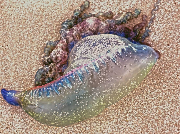 Atlantic Portuguese Man O’ War (Physalia physalis). stock photo