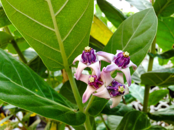istock Beautiful Purple Flower 682464924
