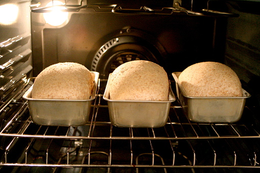 Three loaves of whole wheat bread rising in bread pans.