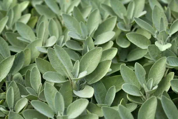 Photo of Spice plant: sage, (salvia officinalis)