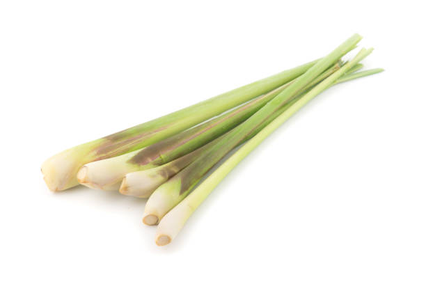 istock Fresh Lemongrass isolated on white background 682474150