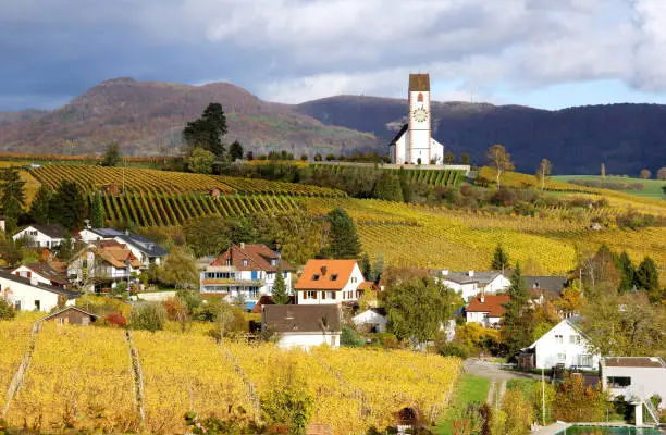 Vine yard region with Hallau church at the background, Klettgau, Schaffhausen, Switzerland