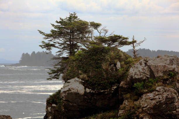 istock Wild Pacific Trail Ucluelet British Columbia 682474960