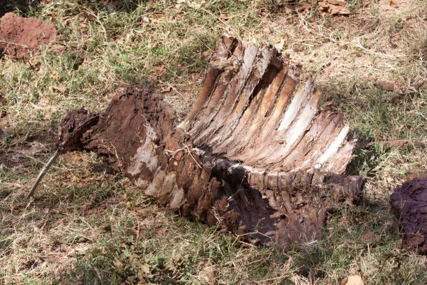 Cadaver of an African buffalo eaten by lions in the savanna of Serengeti National Park