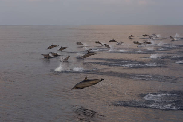 istock Dolphins are pursuing a flock of fish at sunset. 682477556