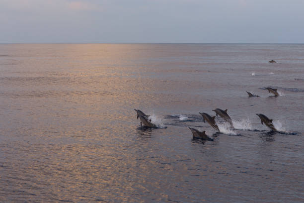 istock Dolphins are pursuing a flock of fish at sunset. 682477566