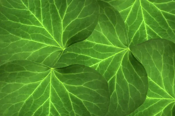 Green leaves of catalpas - Botanical